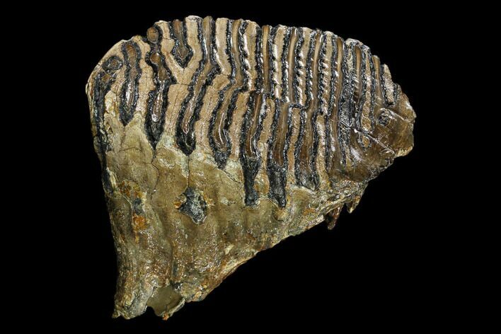 Fossil Woolly Mammoth Upper M Molar - North Sea Deposits #149765